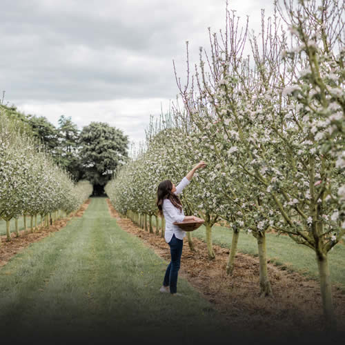 Boann Distillery Family Orchard