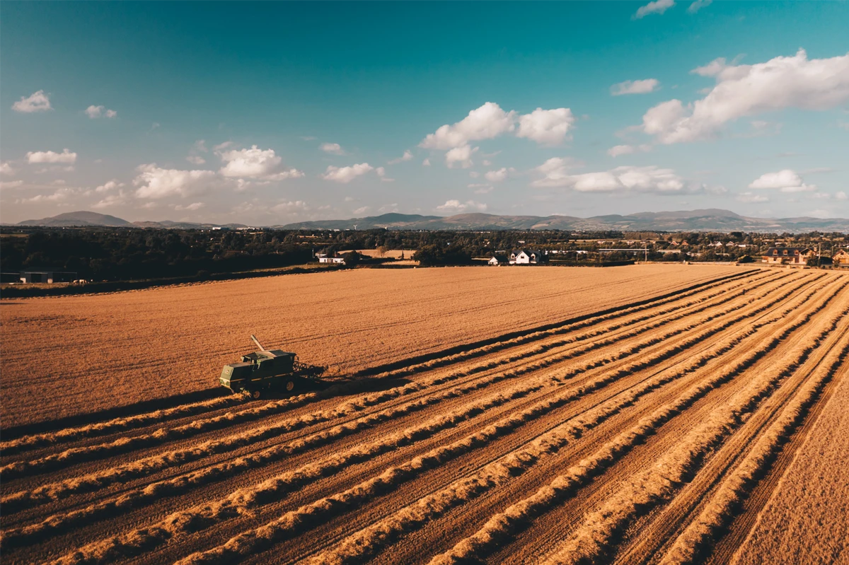 combine harvester in field